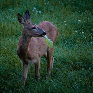 Rehe: heute mal gemütlich