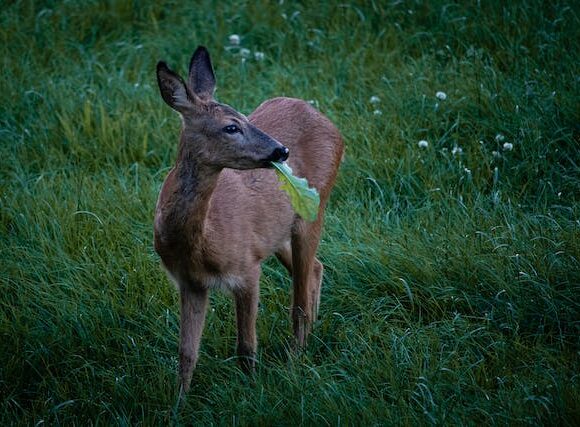 Rehe: heute mal gemütlich