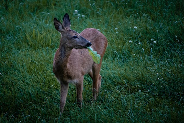 Rehe: heute mal gemütlich