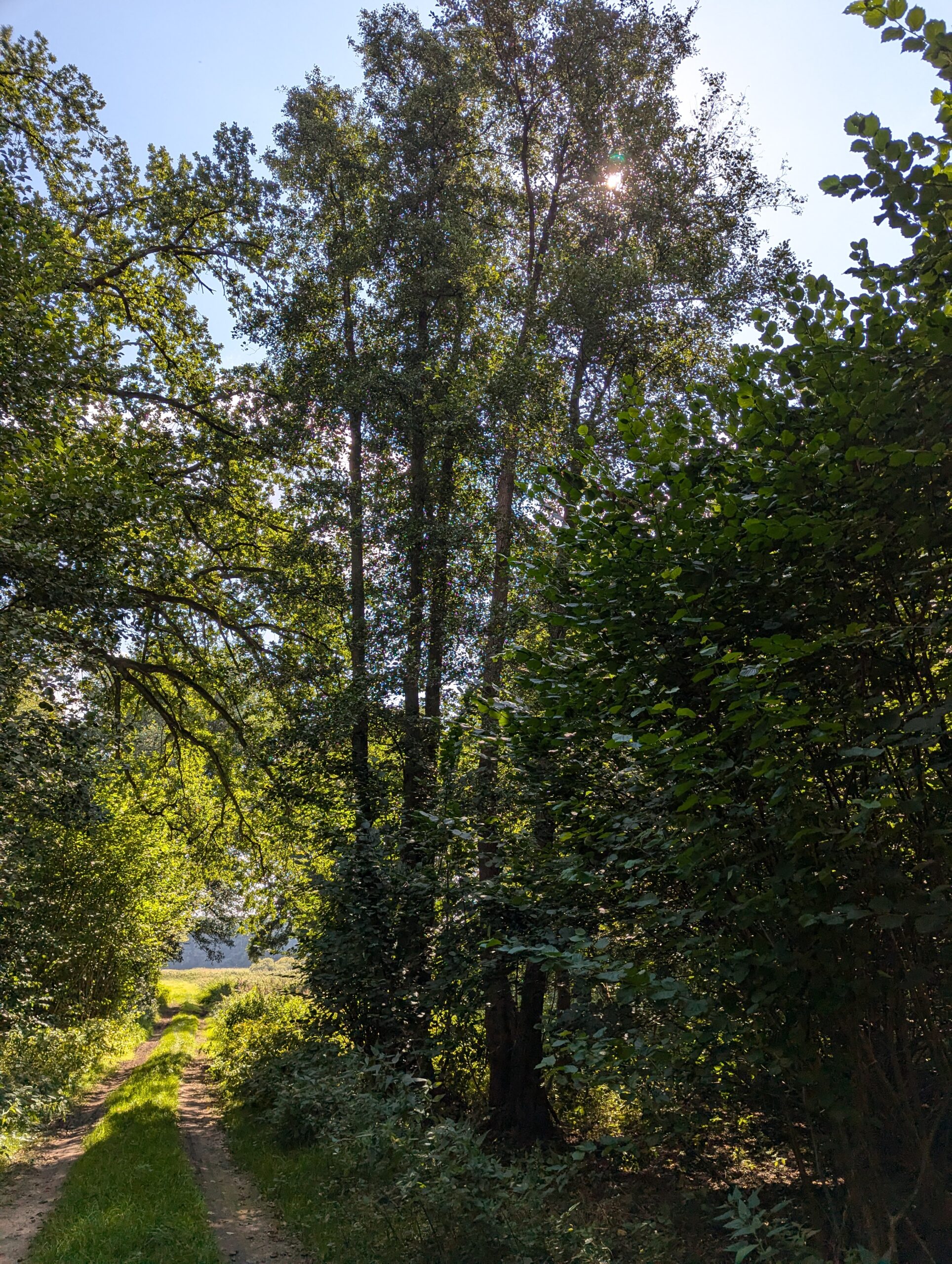 Eickhof