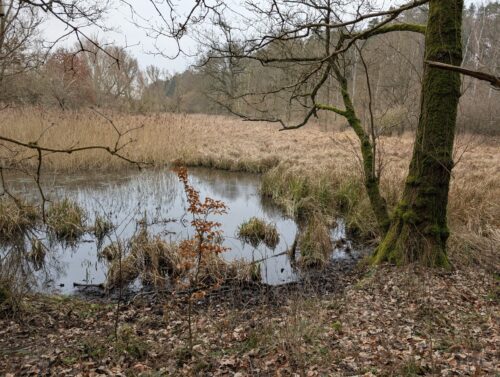 Moor bei Zehna
