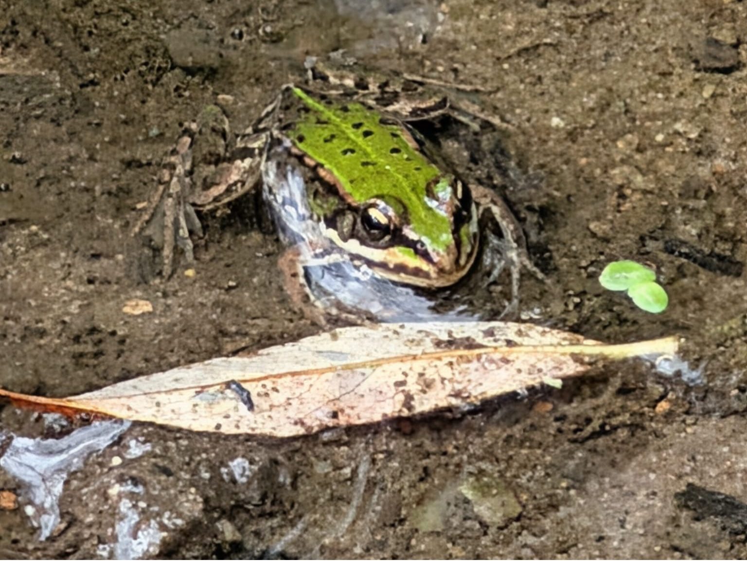 Eintrag in die Artendatenbank der Naturschutzbehörde des Landes MV