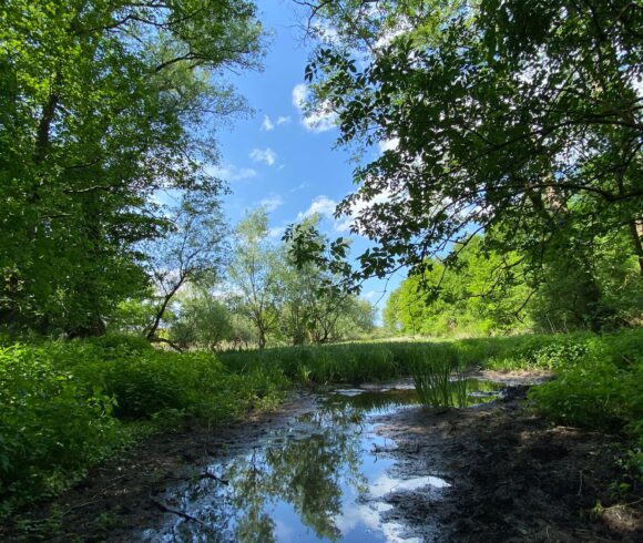 Moorschutz bei Klein Breesen