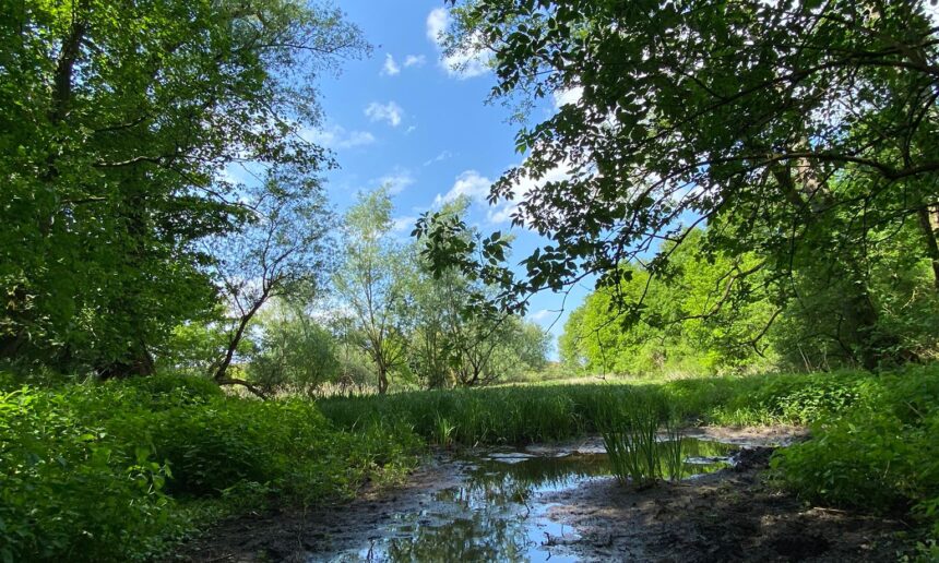 Moorschutz bei Klein Breesen