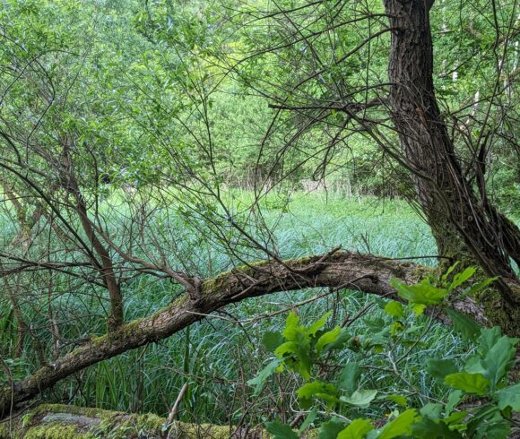 Klein Breesen Moor