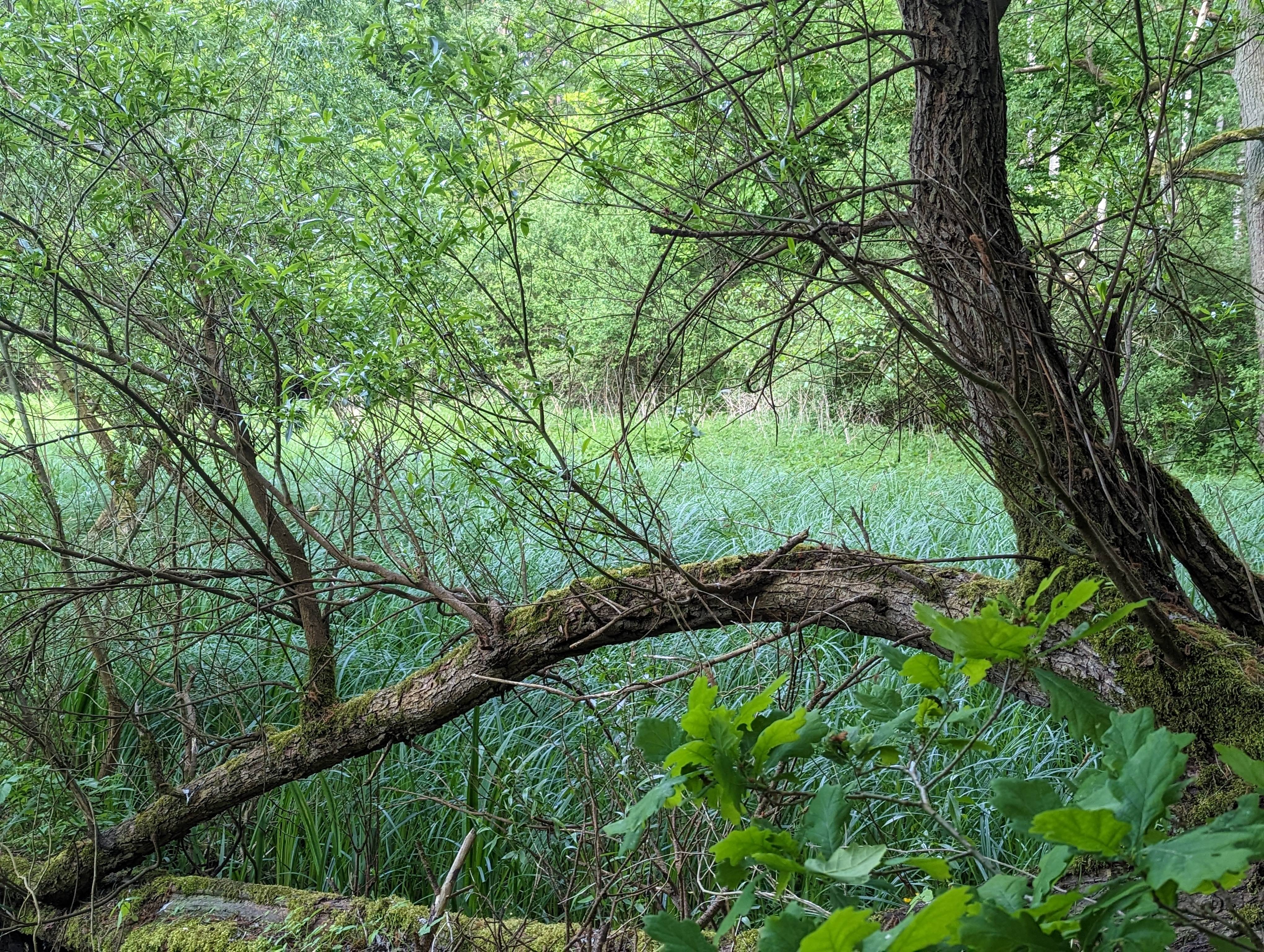 Klein Breesen Moor