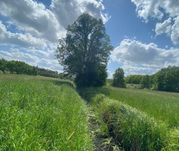 Zernin_Wasser_baum